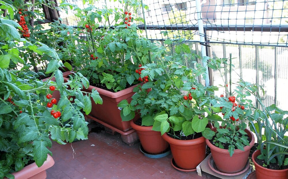 Vegetable Gardening for Small Spaces: Maximize Your Yield 2