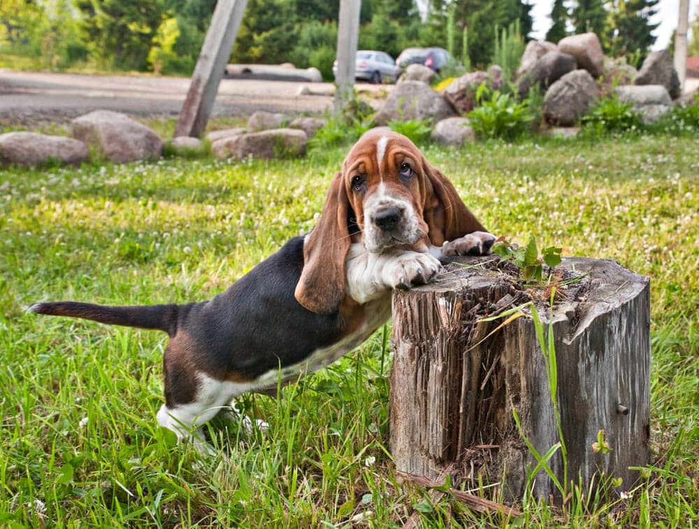 Basset Hound: A Lovable Low-Maintenance Companion 2