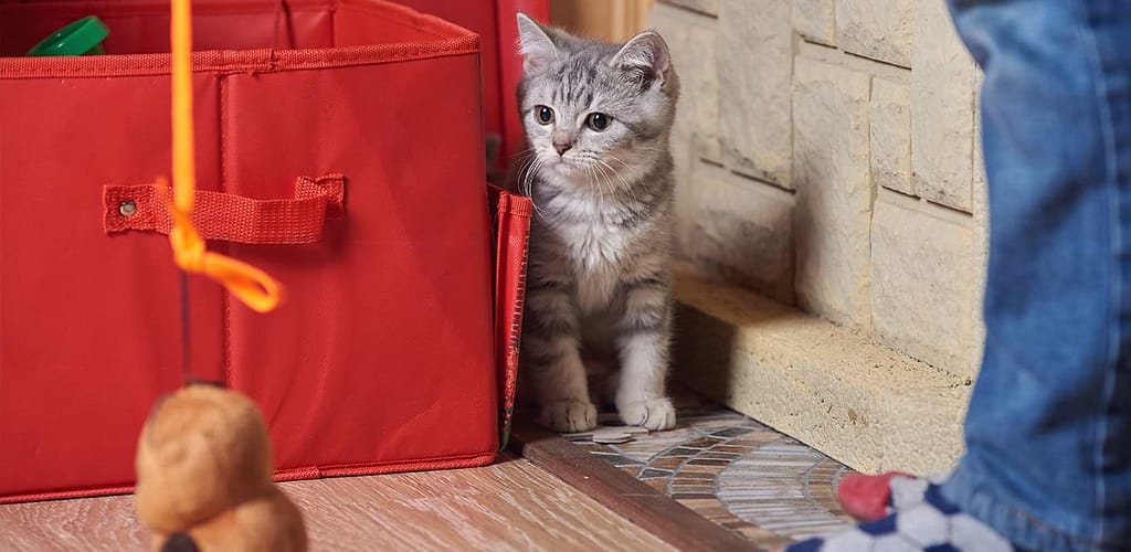 Socializing Your Kitten: A Step-by-Step Guide 2