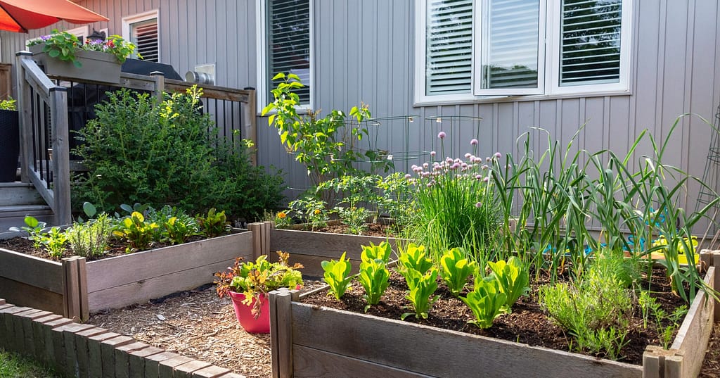 Vegetable Gardening: Tips for Organic and Chemical-Free Growth 2