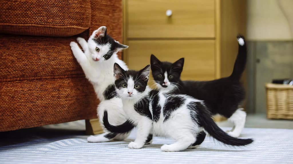 Essential Kitten Care: What Every New Pet Parent Should Know 2