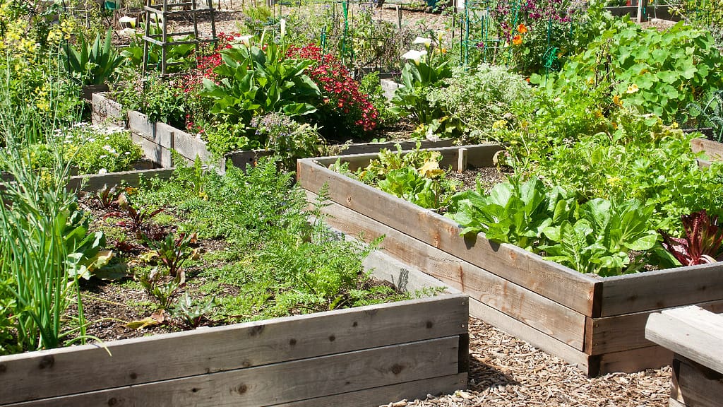 Vegetable Gardening: 10 Essential Tips for Success 2