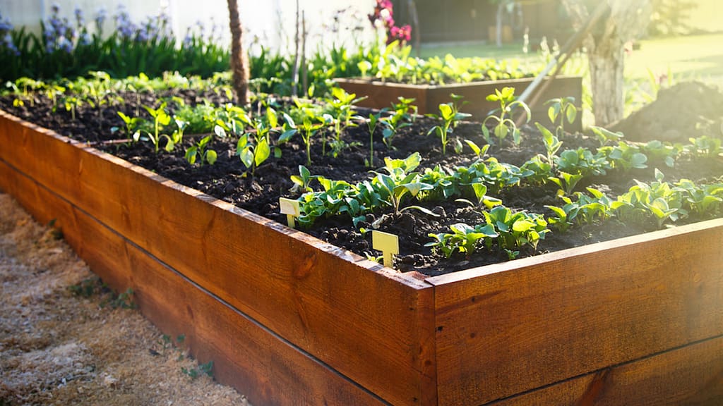 Vegetable Gardening Hacks: Boost Your Harvest with These Proven Techniques 2