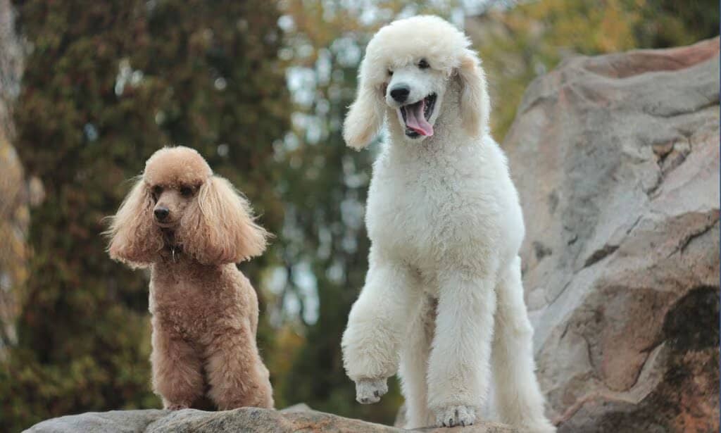 Poodle: Elegance and Intelligence in One 2