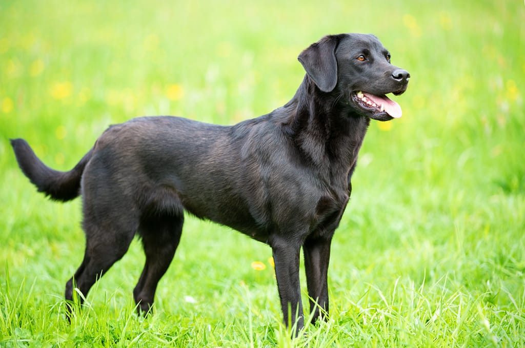Exploring the Most Popular Dog Breeds: What Makes Them Special? 2