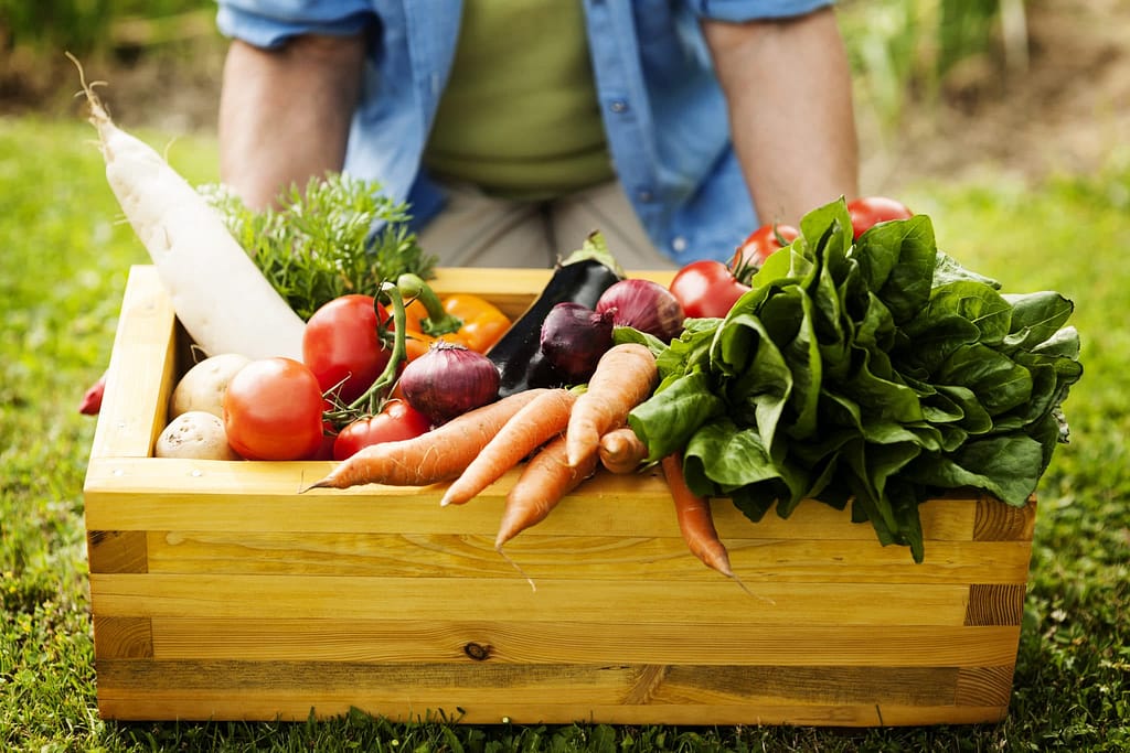 How to Grow Vegetables in Container Gardening 2