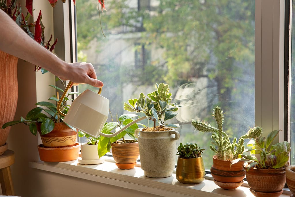 Top Tips for Container Gardening Success 2