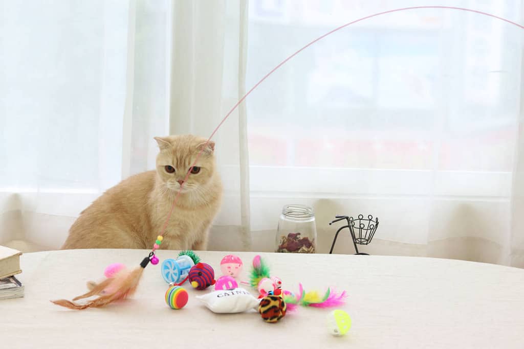 Engaging Your Kitten: Choosing the Right Toys and Activities 2