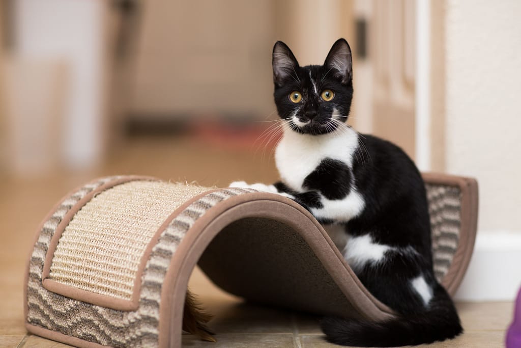 A Beginner's Guide to Kitten Care 2