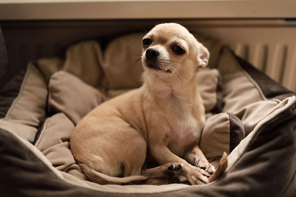 Top Small Dog Breeds for Big Hearts: Small Yet Mighty 2