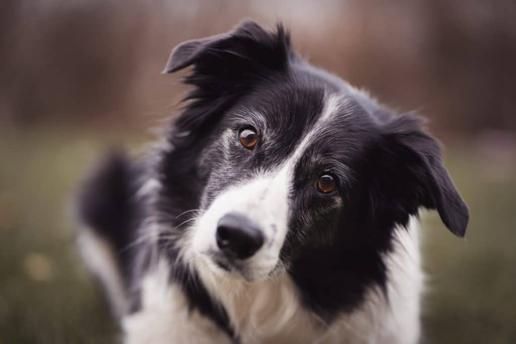 Border Collie: The Intelligent Family Herding Dog 2