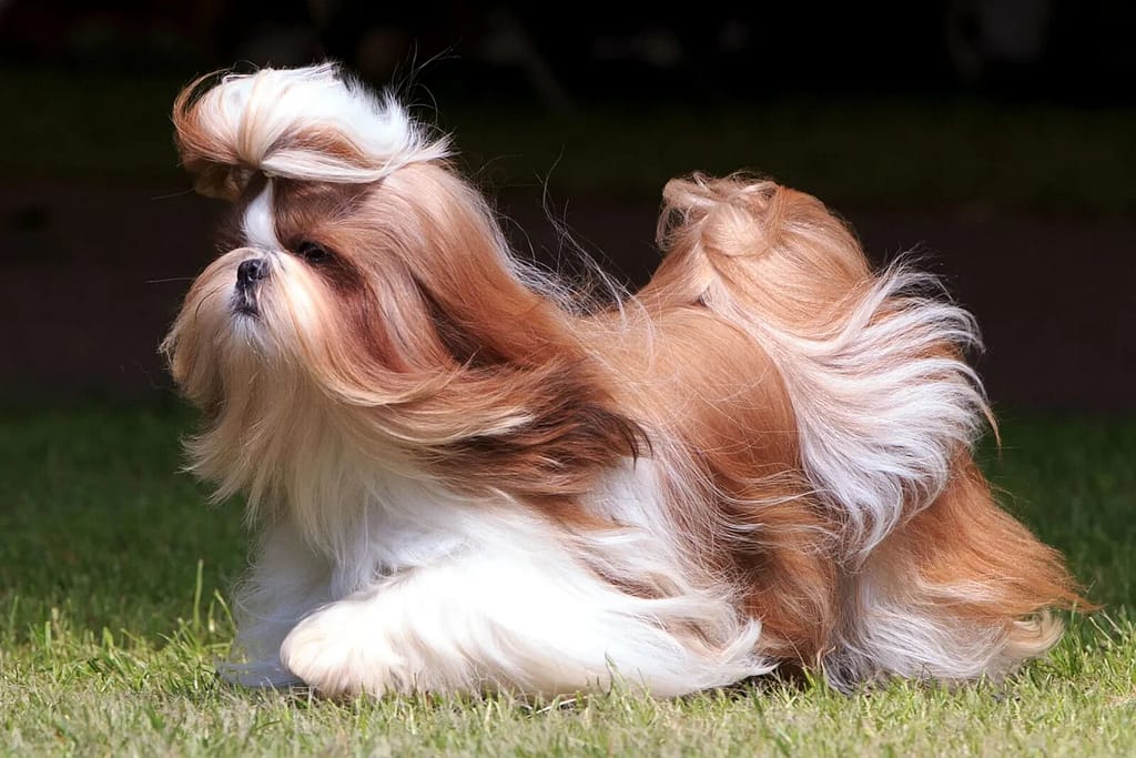 Shih Tzu: The Little Lion Dog of the Family 2