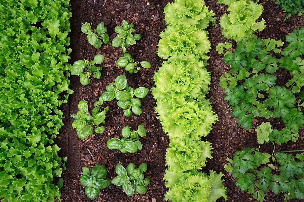 Vegetable Gardening: How to Start a Thriving Home Garden 2