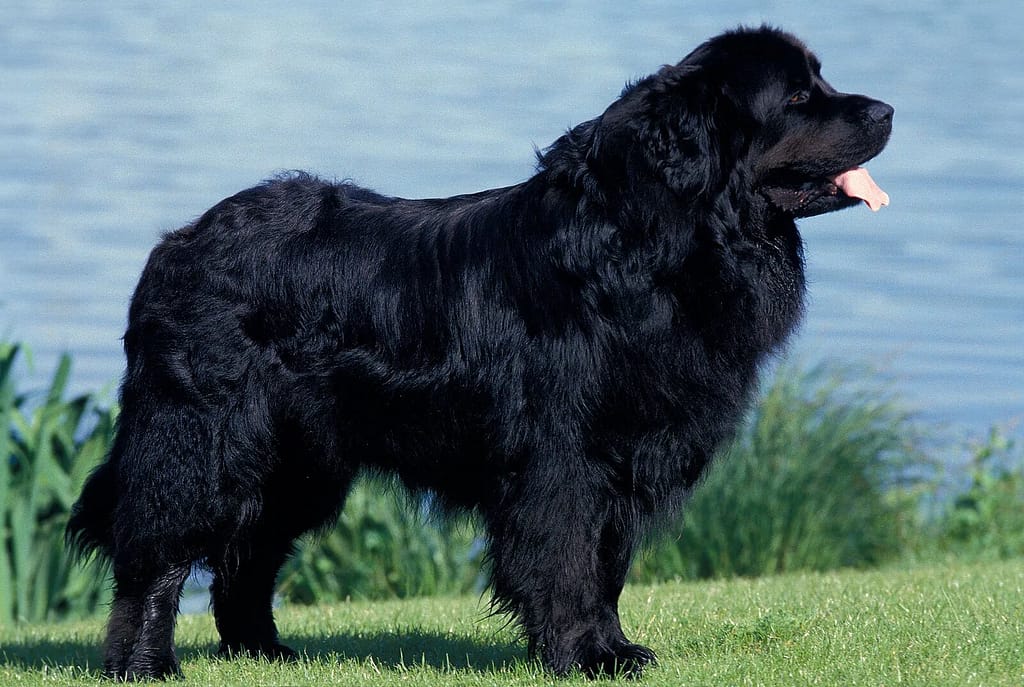 A Look at Some of the Largest Dog Breeds: Gentle Giants 2