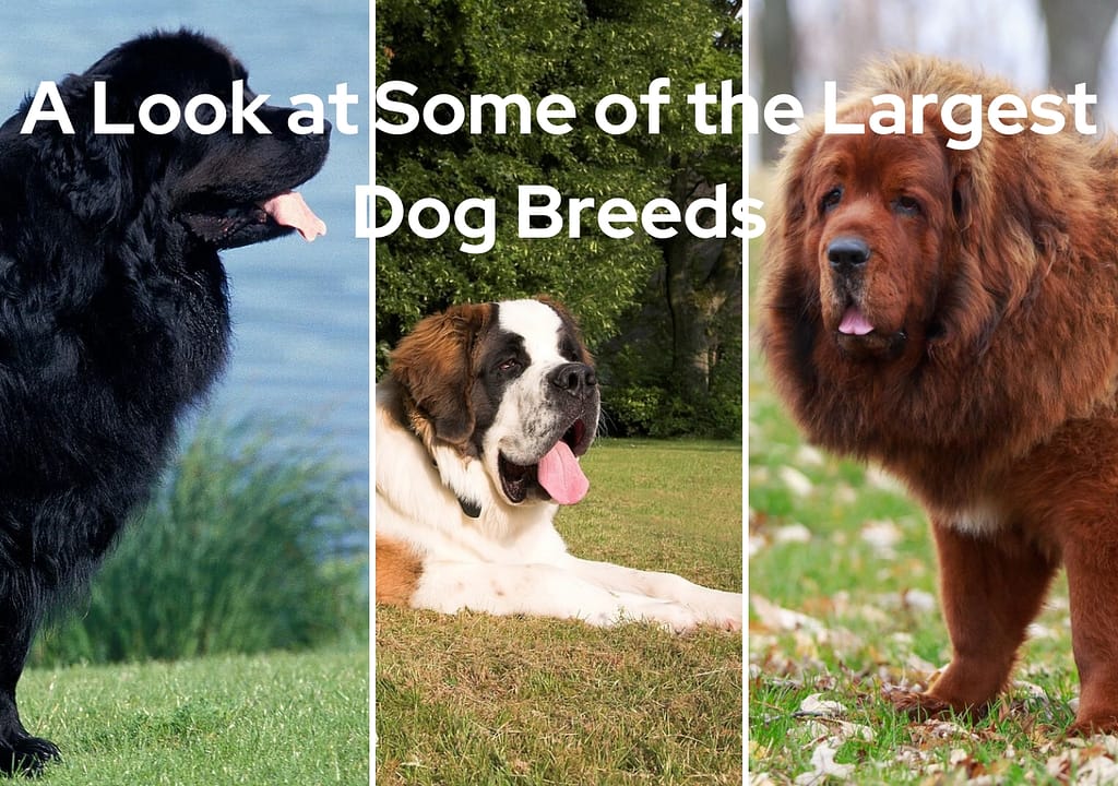 A Look at Some of the Largest Dog Breeds: Gentle Giants