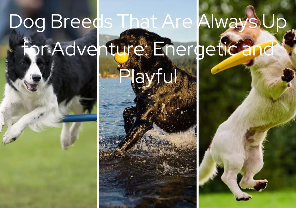 Discover the Secrets of Dog Breeds: A Guide to Choosing the Perfect Dog for You 1 Dog Breeds That Are Always Up for Adventure: Energetic and Playful