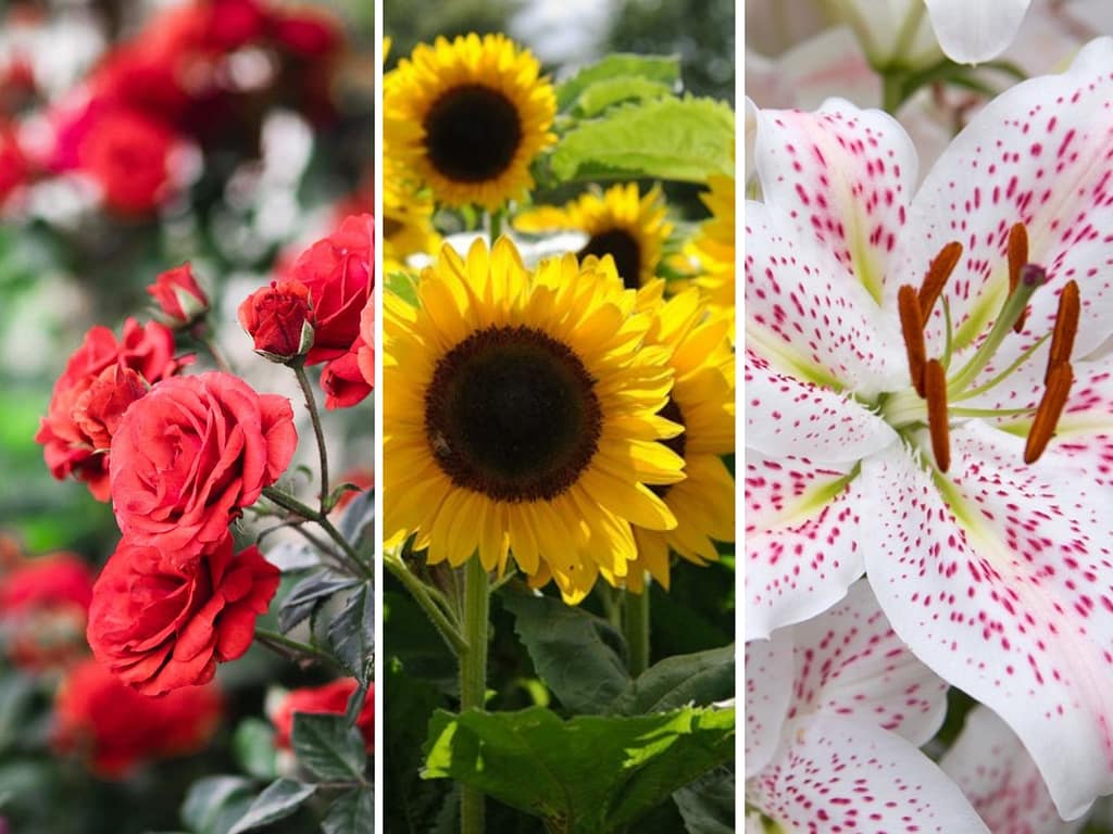 The Art of Arrangement: How to Organize Flowers for Every Occasion 2