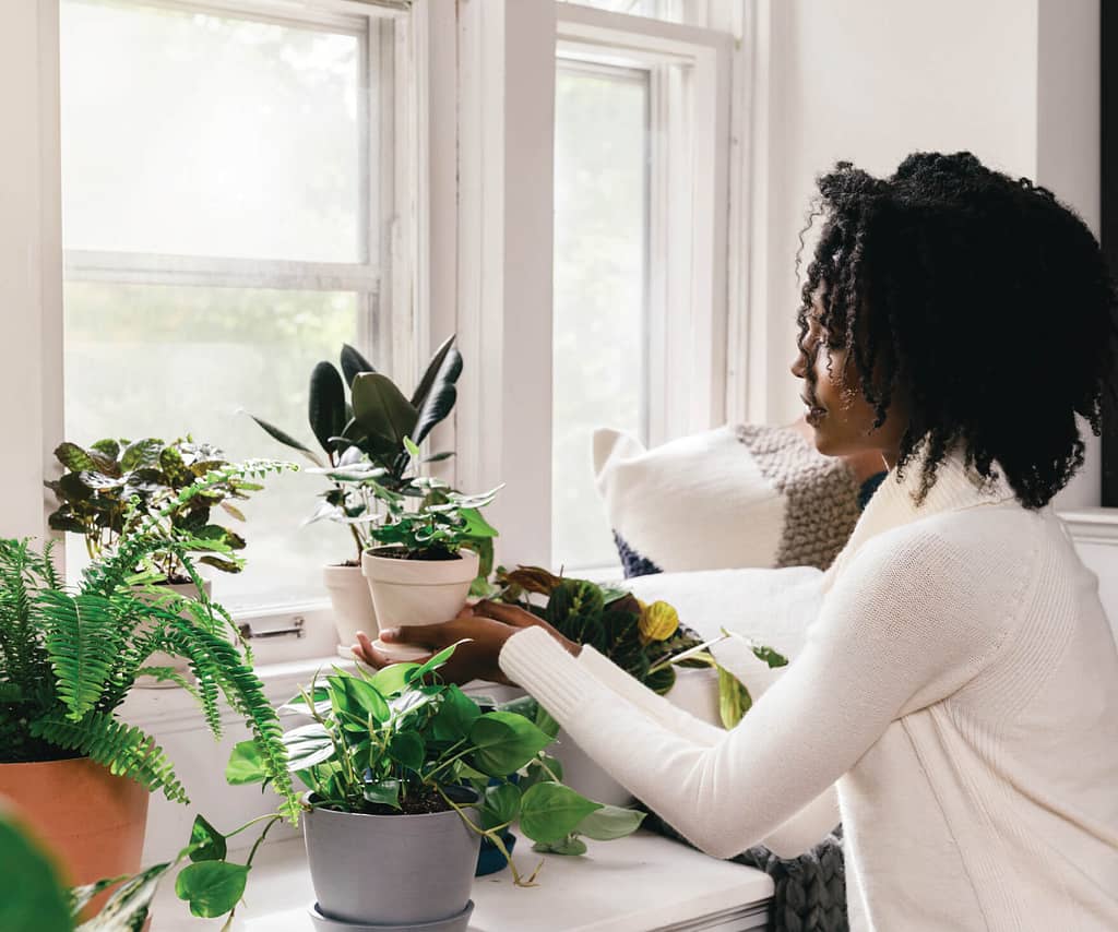 The Benefits of Indoor Gardening for Your Mental Health 2