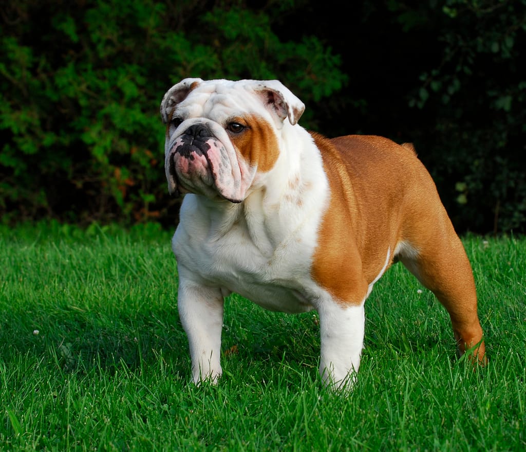 Bulldog: A Gentle Giant for the Family 2