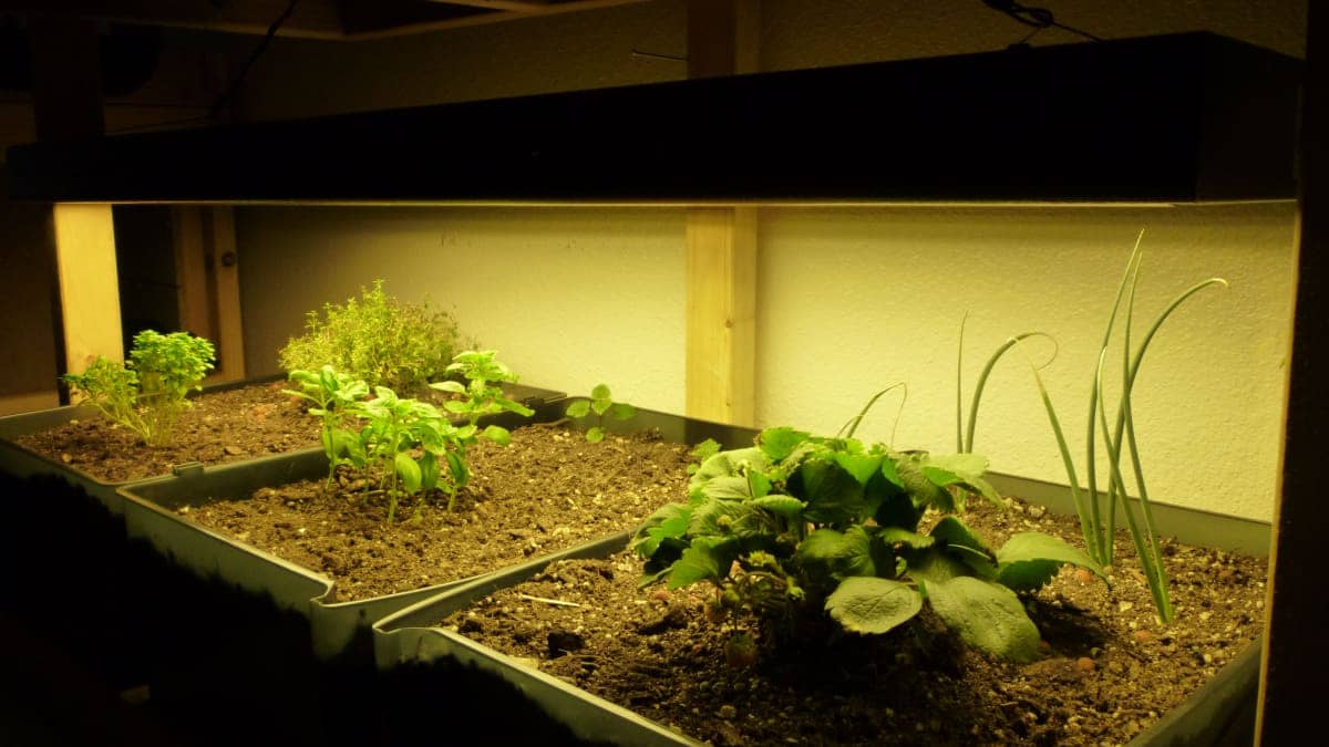 Lighting solutions for Indoor gardening and successful cultivation 1 Lighting Indoor Gardening