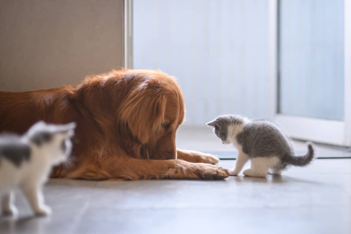 Socializing Your Kitten