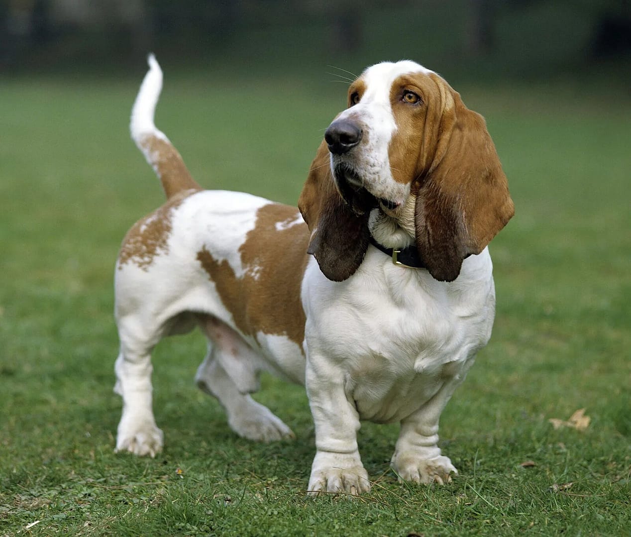 Basset Hound: A Lovable Low-Maintenance Companion