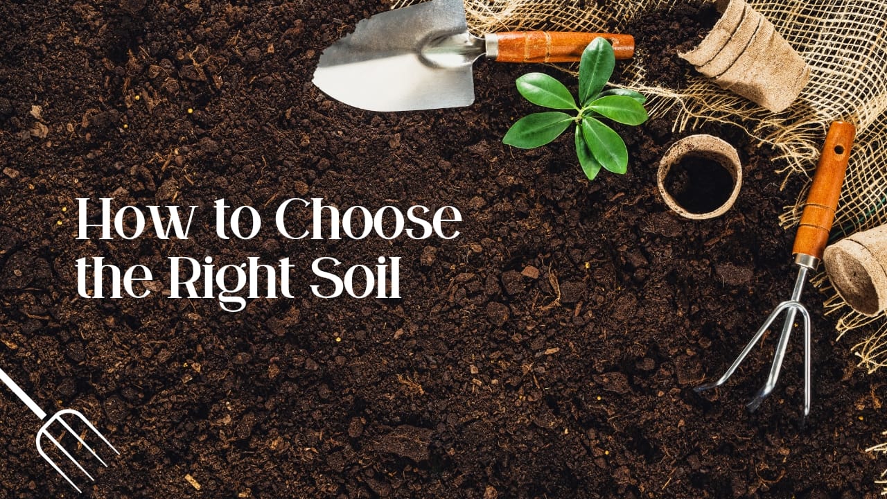 How to Choose the Right Soil for Your Indoor Plants