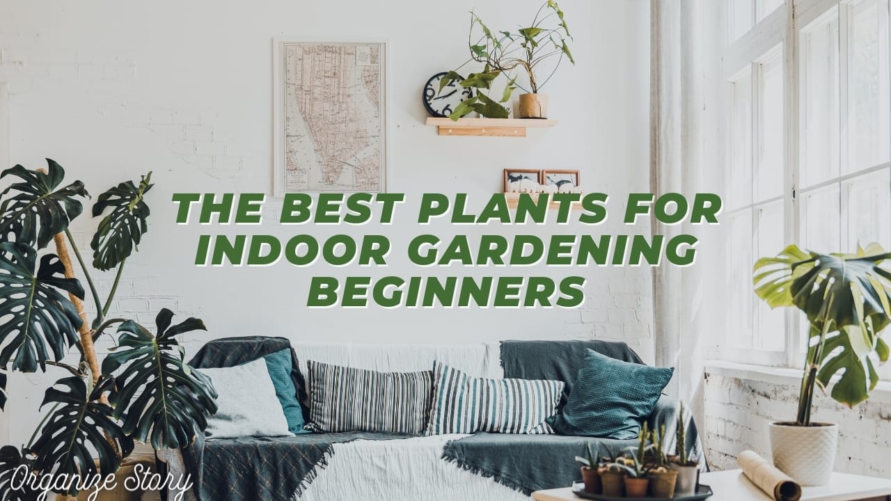 The Best Plants for Indoor Gardening Beginners 1 Indoor Gardening