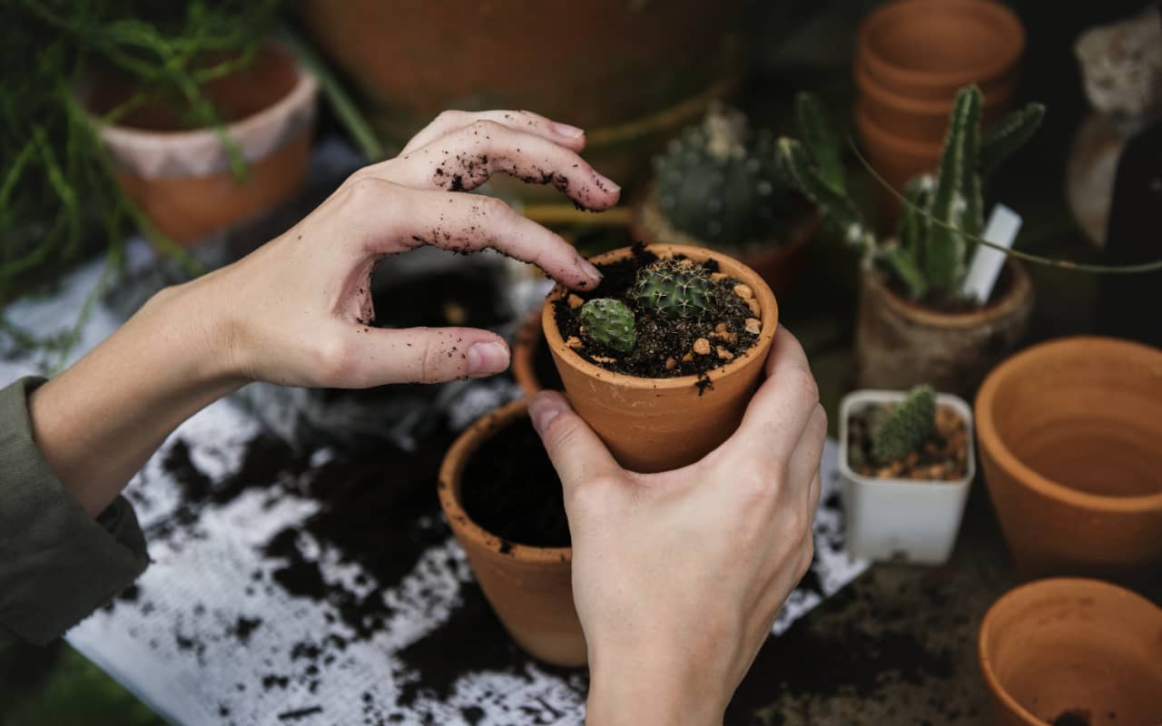 Top Tips for Container Gardening Success 1 Top Tips for Container Gardening Success