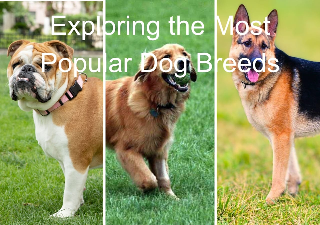 Exploring the Most Popular Dog Breeds: What Makes Them Special? 1 Exploring the Most Popular Dog Breeds: What Makes Them Special?