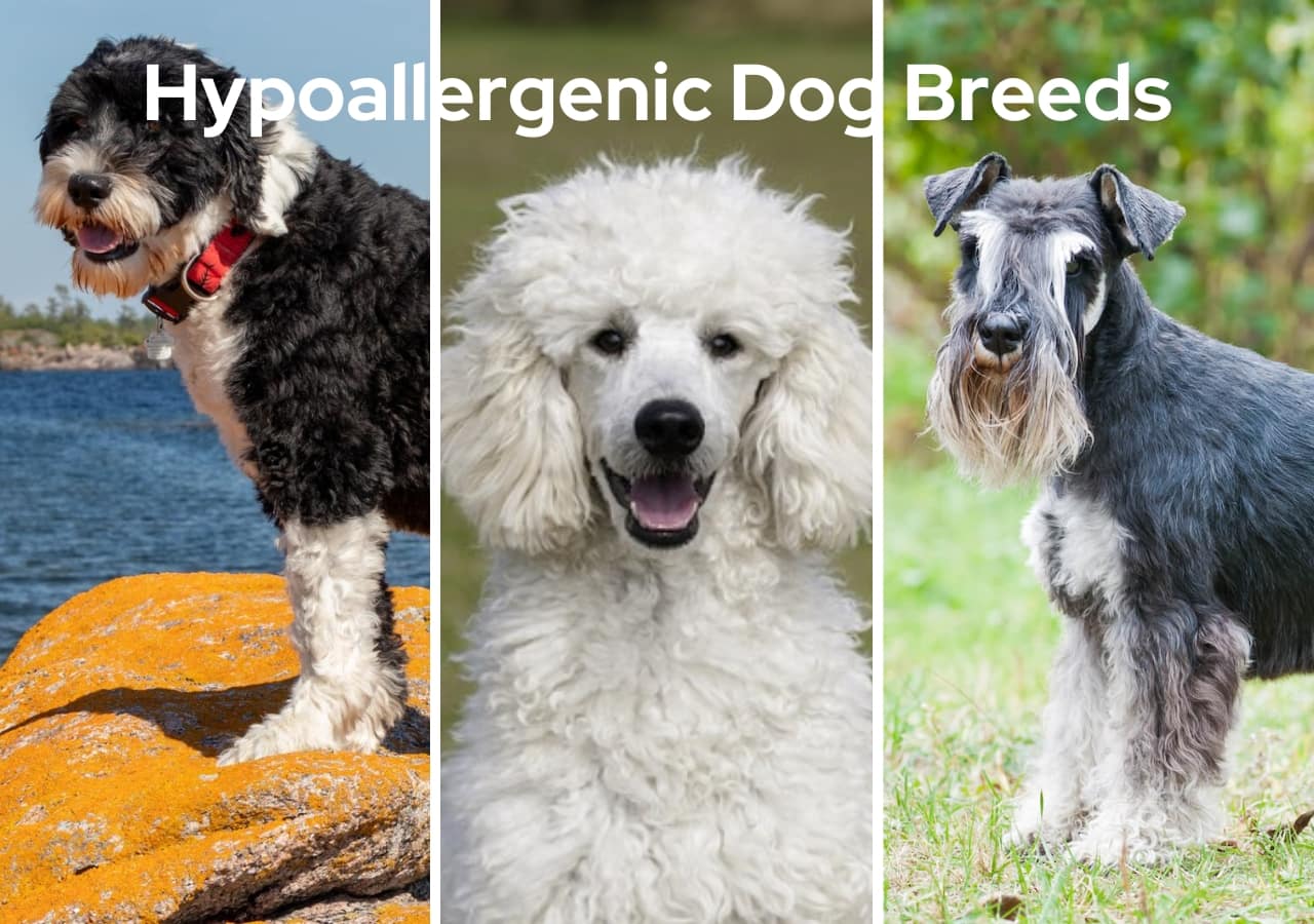 Hypoallergenic Dog Breeds