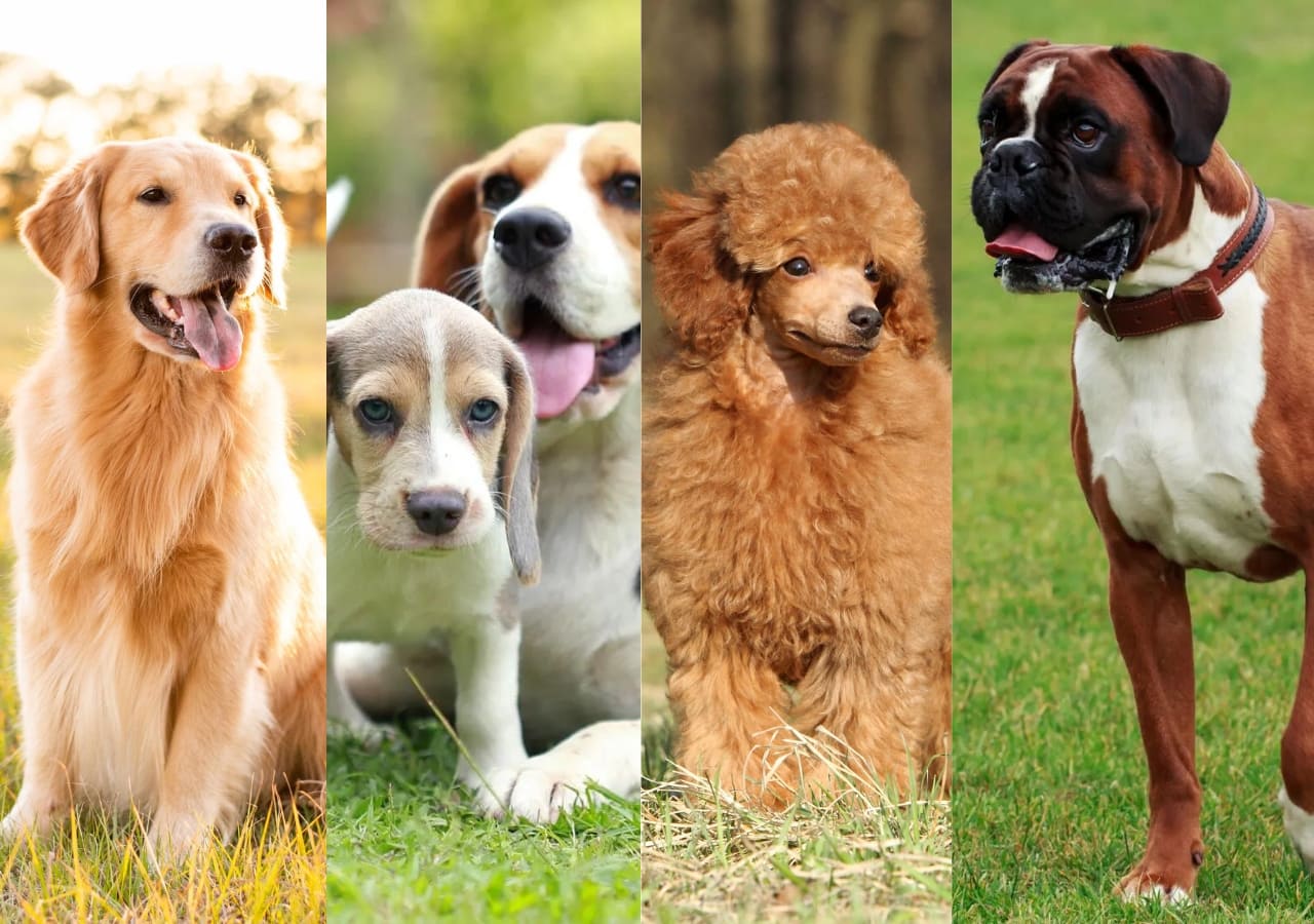 Top 10 Best Family Dog Breeds: Finding the Perfect Companion