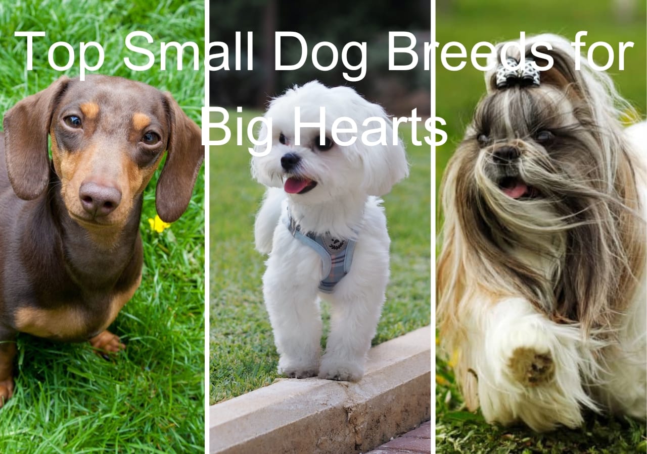 Top Small Dog Breeds for Big Hearts: Small Yet Mighty 1 Top Small Dog Breeds for Big Hearts: Small Yet Mighty