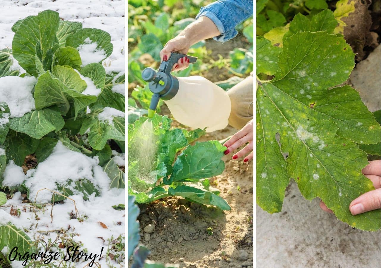 Common Vegetable Gardening Mistakes to Avoid