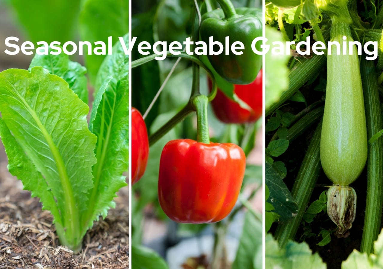 Seasonal Vegetable Gardening: What to Plant and When 1 Seasonal Vegetable Gardening: What to Plant and When