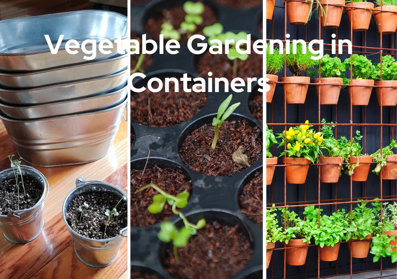 Vegetable Gardening in Containers: A Practical Guide