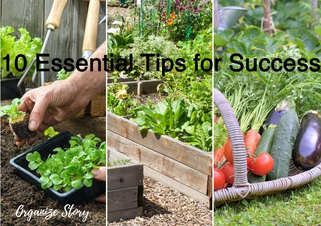 Vegetable Gardening: 10 Essential Tips for Success 1 Vegetable Gardening 10 Essential Tips for Success