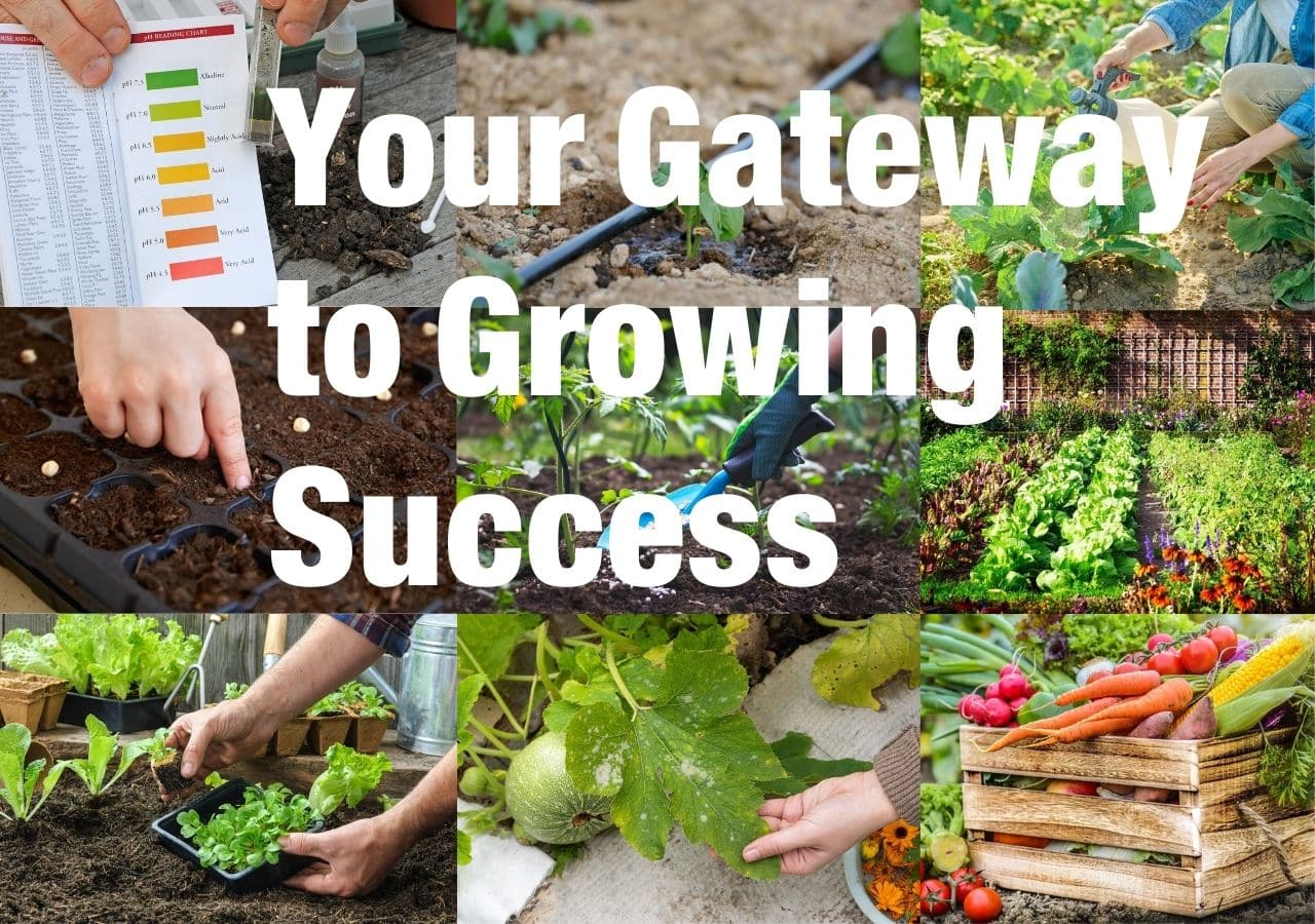 Vegetable Gardening 101 Your Gateway to Growing Success