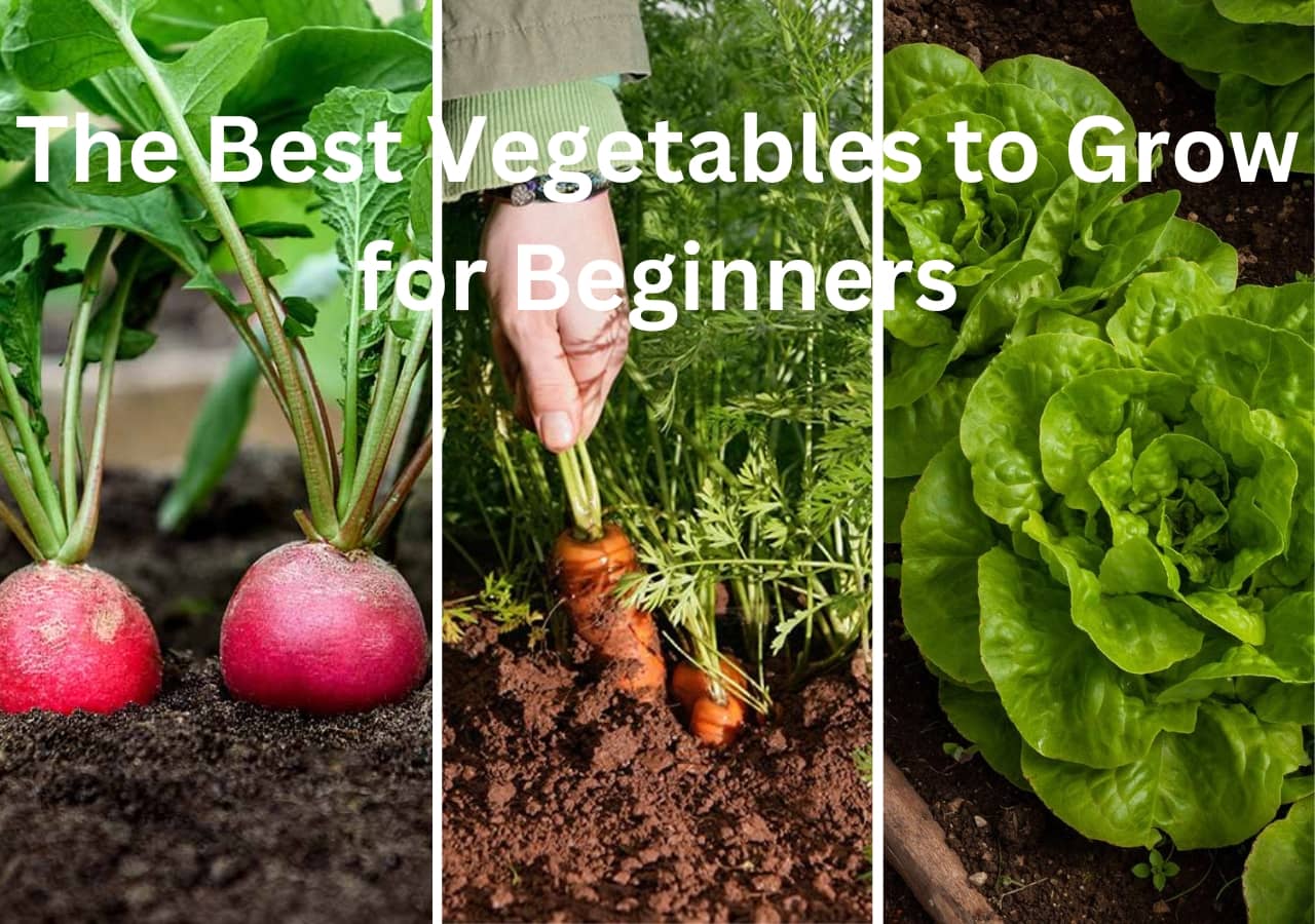 Vegetable Gardening: The Best Vegetables to Grow for Beginners 1 Vegetable Gardening The Best Vegetables to Grow for Beginners