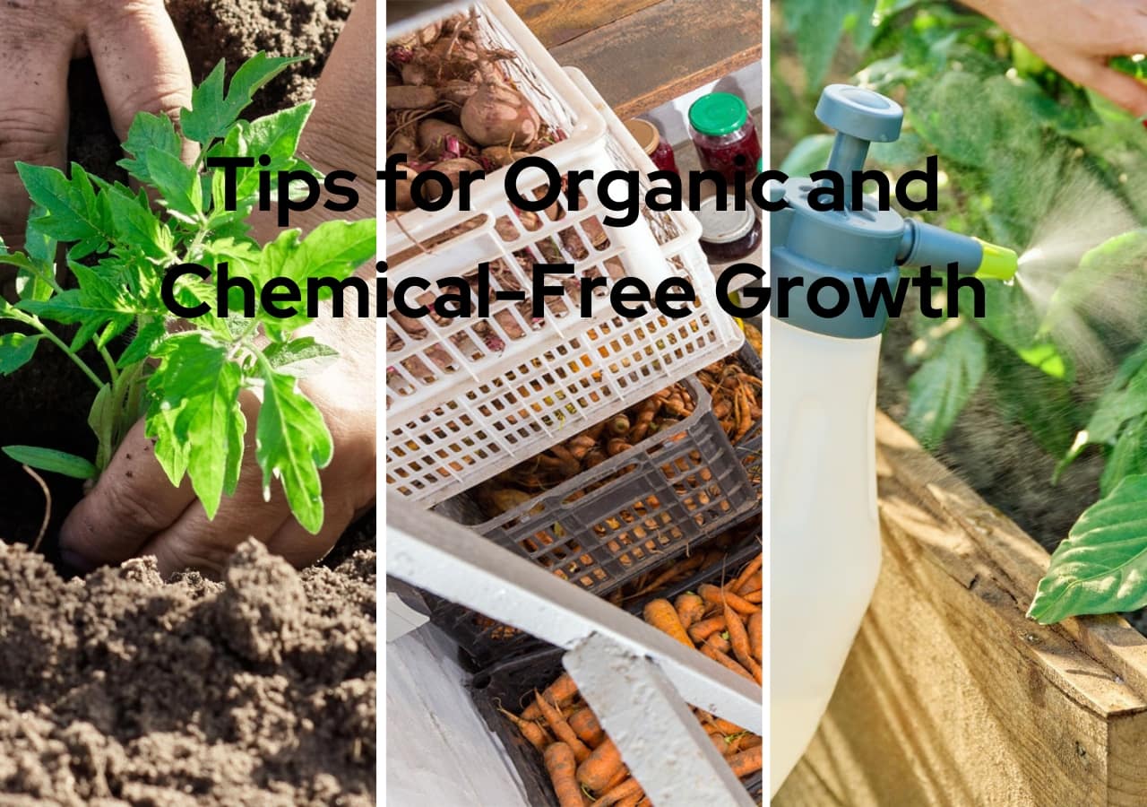 Vegetable Gardening: Tips for Organic and Chemical-Free Growth 1 Vegetable Gardening: Tips for Organic and Chemical-Free Growth