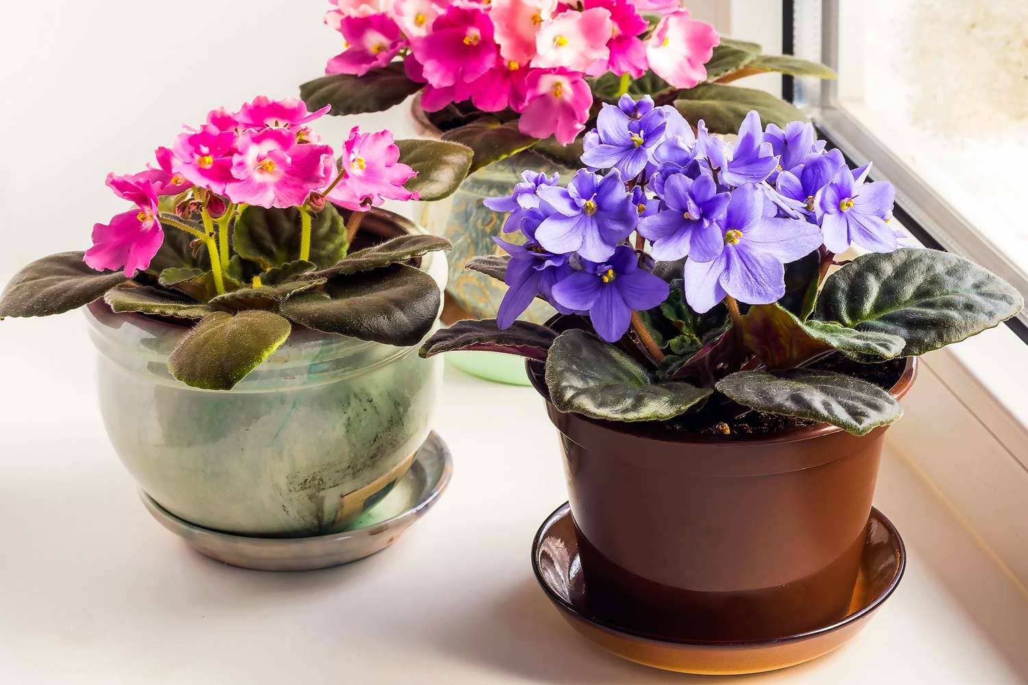 Best Flowers for Container Gardens: Colorful Blooms 1 Colorful Blooms Best Flowers for Container Gardens
