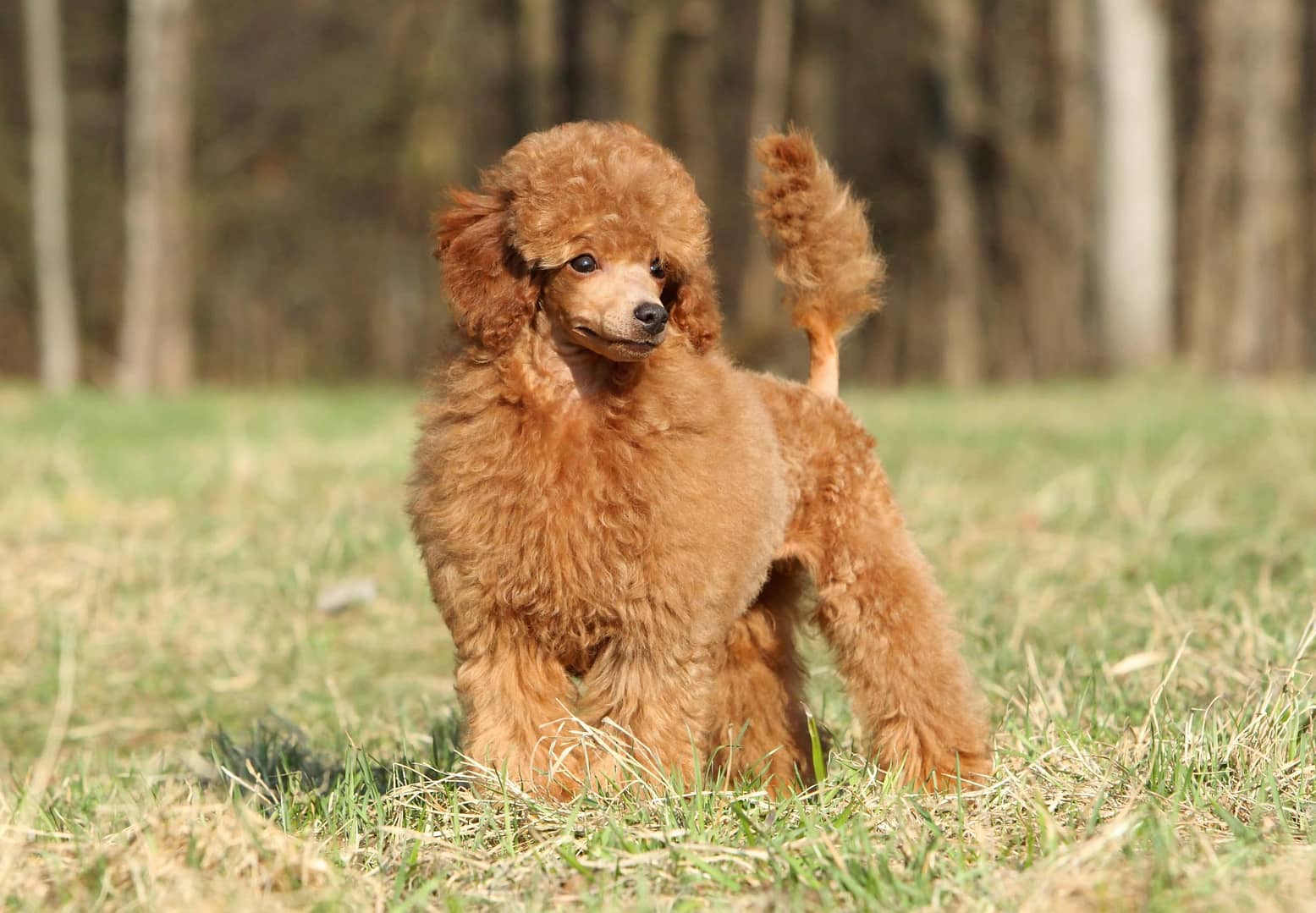 Poodle: Elegance and Intelligence in One