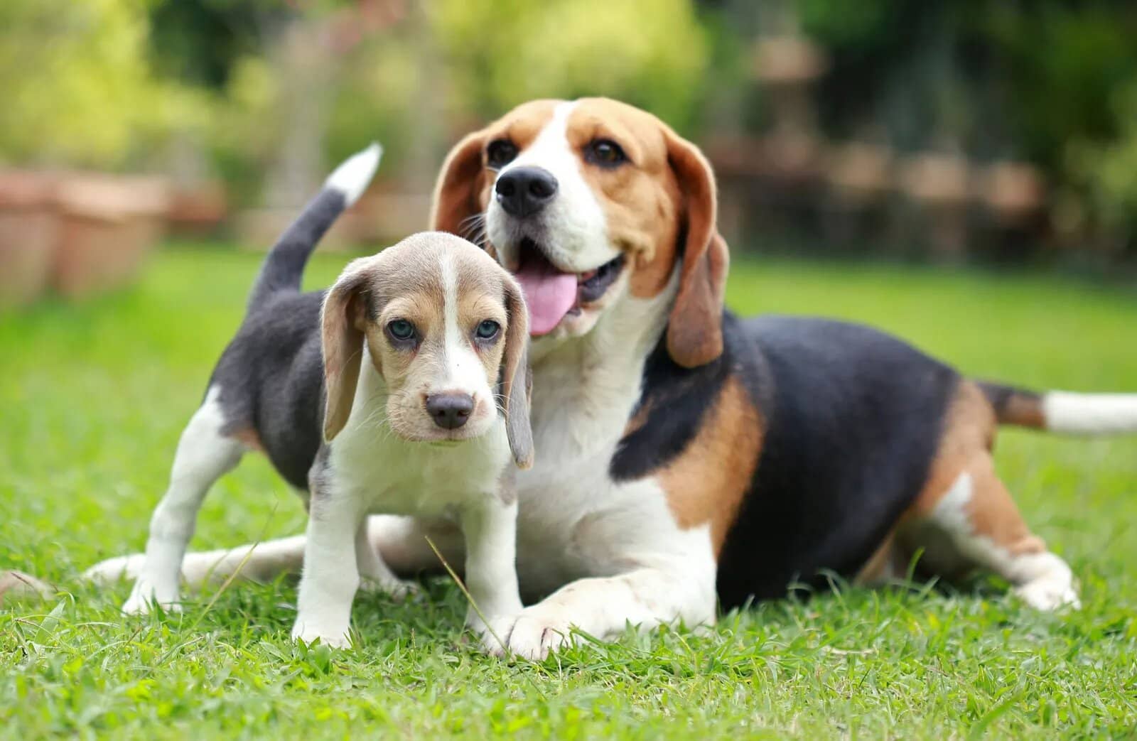 Beagle: Why This Breed is Perfect for Your Family 1 Beagle: Why This Breed is Perfect for Your Family