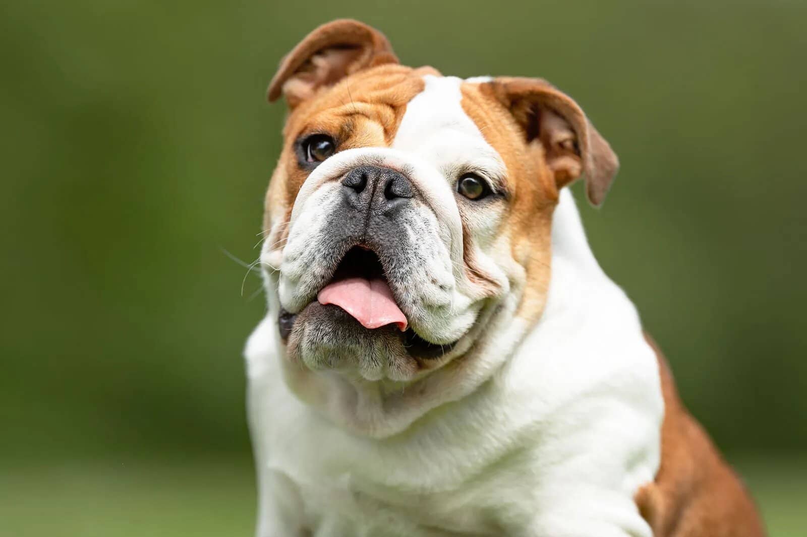 Bulldog: A Gentle Giant for the Family 1 Bulldog: A Gentle Giant for the Family