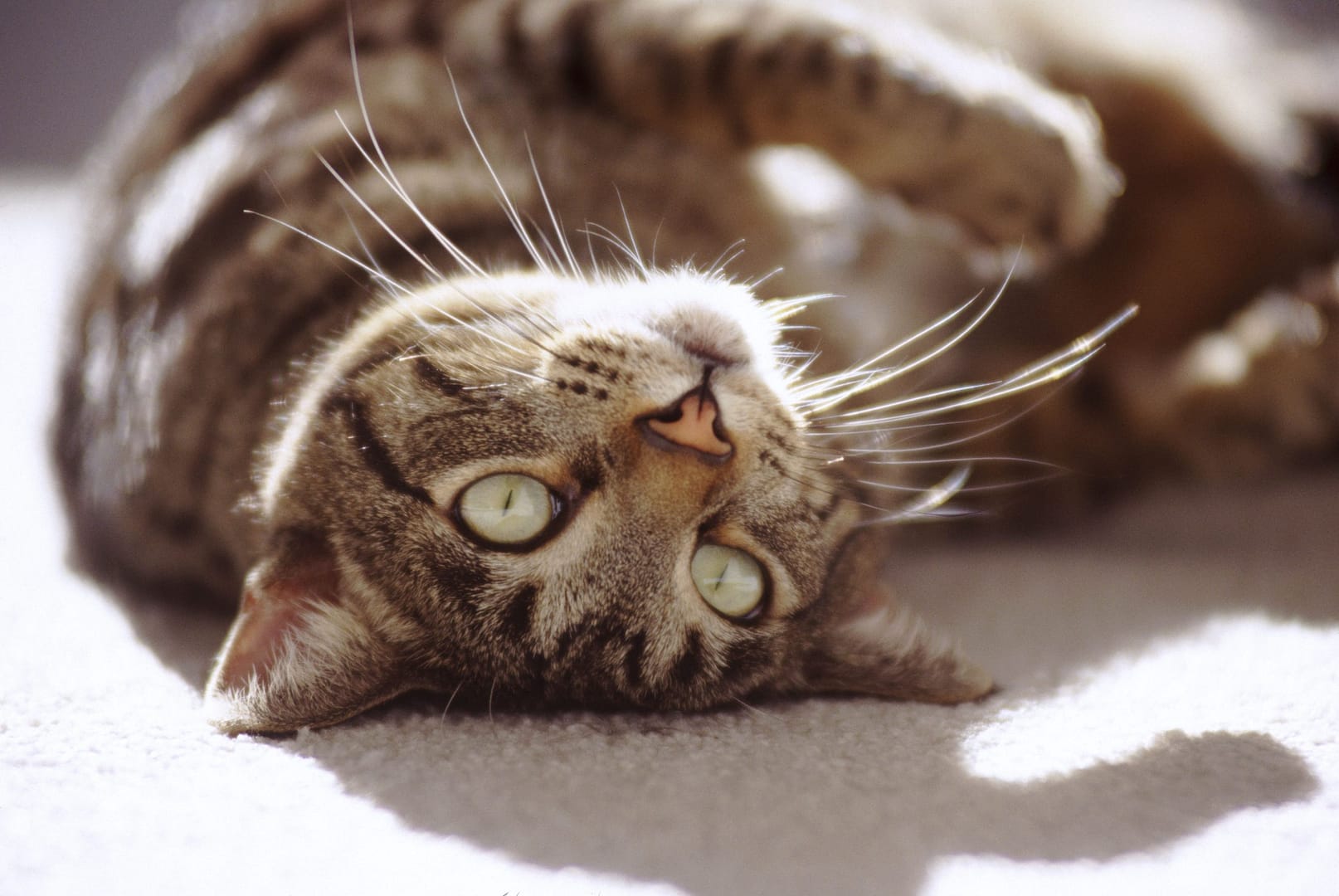 The Personality Traits of Different Cat Breeds