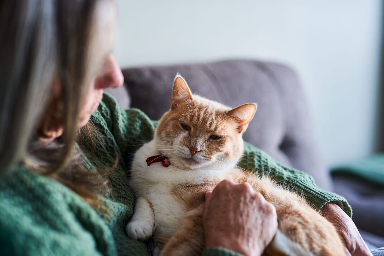 Cat Breeds That Are Perfect for Apartment Living