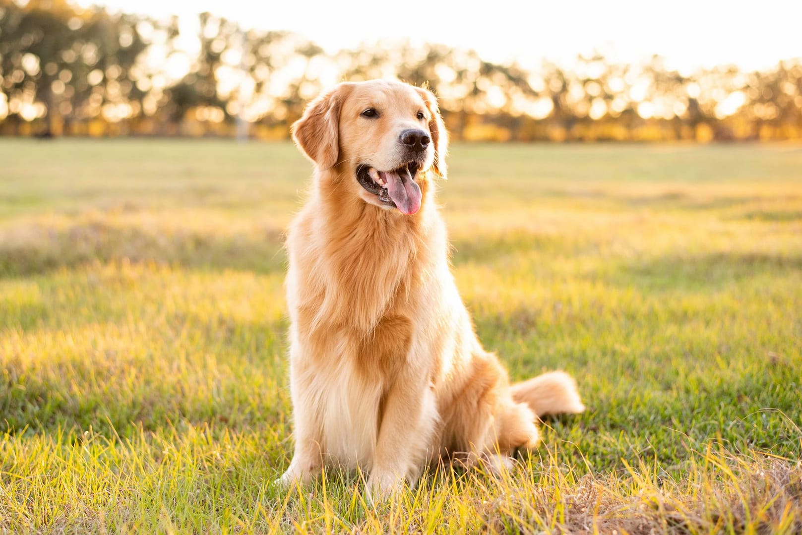 Golden Retriever: Your Family's Best Friend