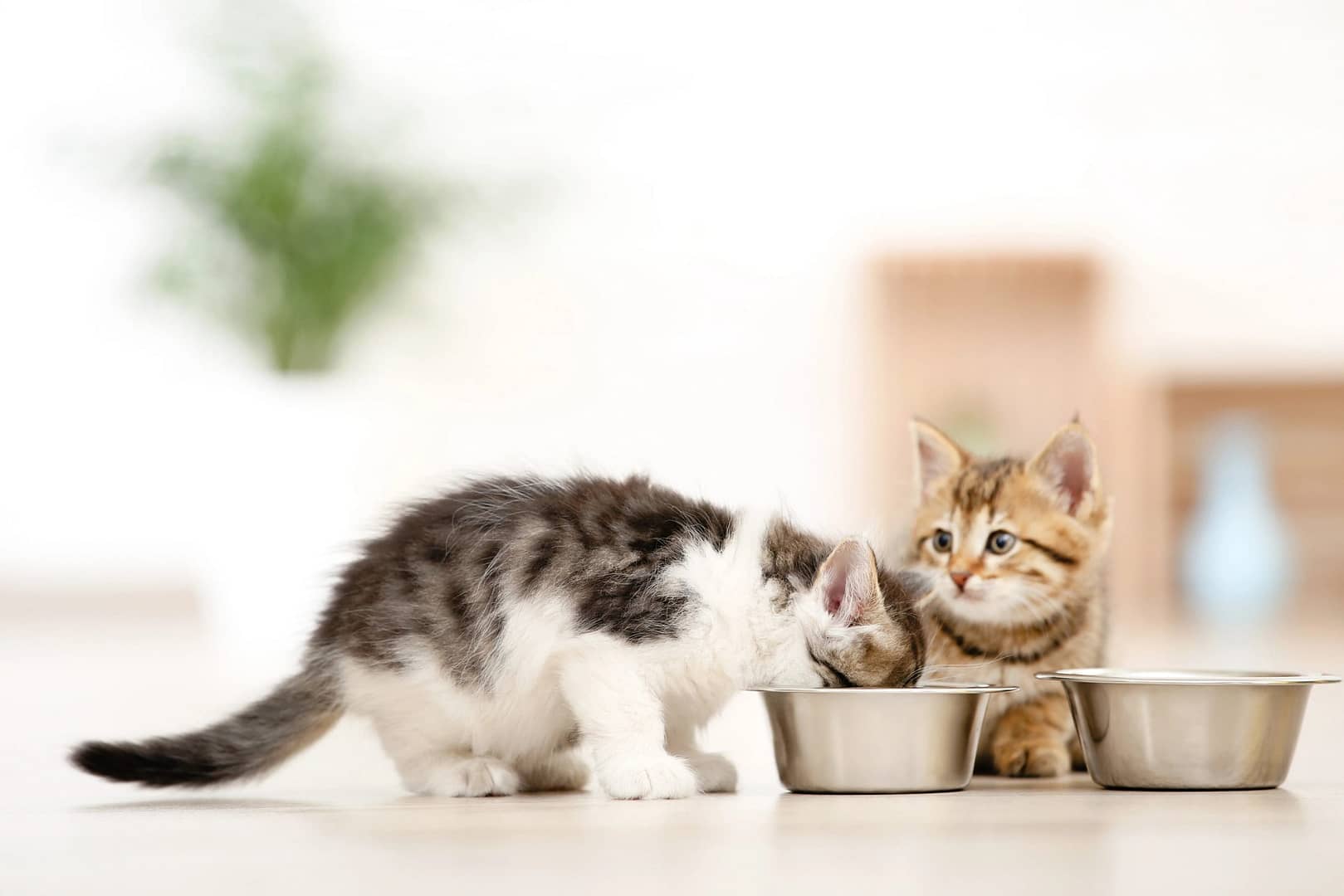 Feeding Your Kitten Nutrition Tips and Guides