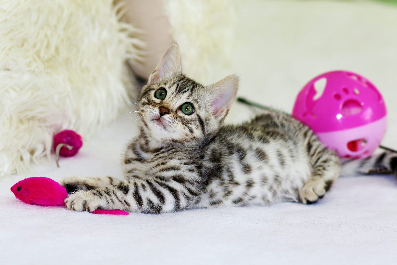 Top Toys and Activities to Keep Your Kitten Entertained