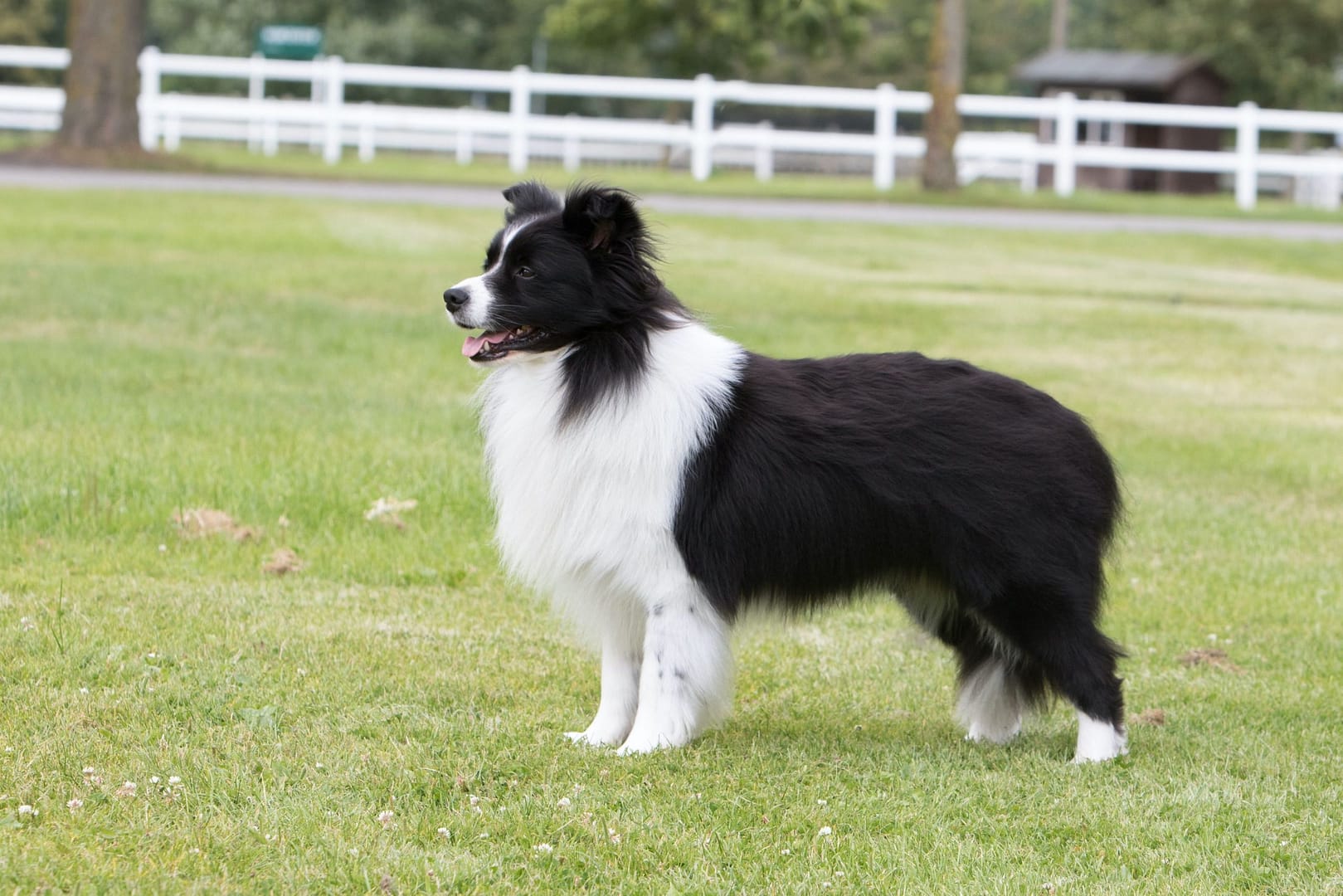 Border Collie: The Intelligent Family Herding Dog 1 Border Collie: The Intelligent Family Herding Dog